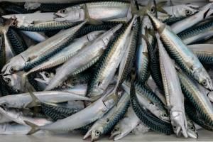 Maquereau : les scientifiques recommandent une baisse des captures de 11% dans l'Atlantique