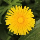 Balade nature