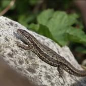 Voir la vidéo de Une question d&#039;écologie