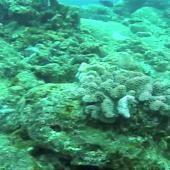 Voir la vidéo de Sauvetage de coraux à l&#039;île Maurice