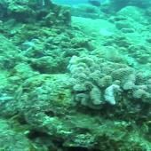 _en_see_video_of Sauvetage de coraux à l&#039;île Maurice