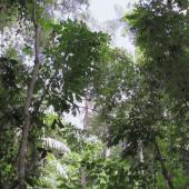 Voir la vidéo de Mata Atlântica, l&#039;éveil de la forêt