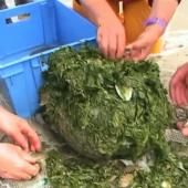 Voir la vidéo de Poissons contre algues vertes en Bretagne