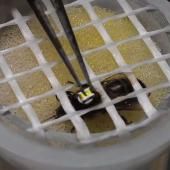 Voir la vidéo de Des puces RFID au secours des abeilles