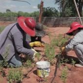 Voir la vidéo de Stevia, sucre made in Paraguay