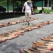 Les scientifiques sur la piste des trafiquants d'ivoire (et autres infos)