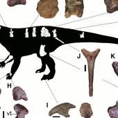 Voir la vidéo de Le géant du Jurassique (et autres infos)