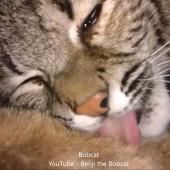 Voir la vidéo de Langue de chat (et autres infos)