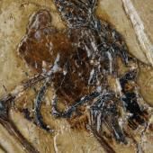 Un oiseau fossilisé découvert avec son œuf