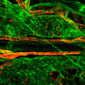 Des vaisseaux spéciaux derrière les orbites