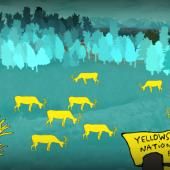 Voir la vidéo de Y comme Yellowstone