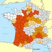Insolite : une grenouille sans poumon