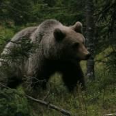 Voir la vidéo de Des ours bien musclés