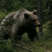 Voir la vidéo de Des ours bien musclés