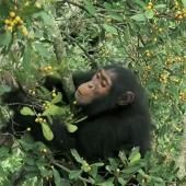Voir la vidéo de Des singes et des plantes