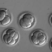 Des gènes corrigés grâce à Crispr-Cas9 chez des embryons humains