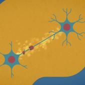 Voir la vidéo de Fonctionnement du cerveau