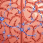 Voir la vidéo de Comment fonctionne le cerveau ?