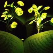 Des plantes lumineuses