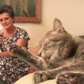 Voir la vidéo de Les Yeux dans la truffe... des chats
