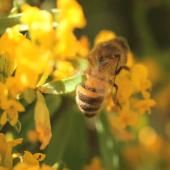 Voir la vidéo de L&#039;énergie des abeilles