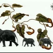 Voir la vidéo de La mouche, le mammouth et l’aristoloche