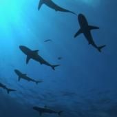 Voir la vidéo de Les denticules de la mer