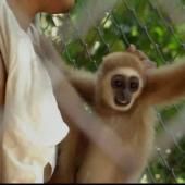 Voir la vidéo de Les gibbons de Phuket