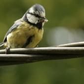 Mai : au bonheur des oiseaux nourrissant leurs petits