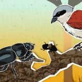 Voir la vidéo de Changements agricoles