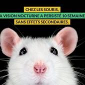 Des souris qui voient dans l’infrarouge