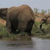 Voir la vidéo de Les éléphants de Makalali
