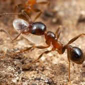 Pas de troisième âge pour les fourmis