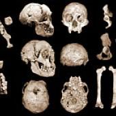 Homo floresiensis : polémique autour d&#039;un (trop) petit cerveau