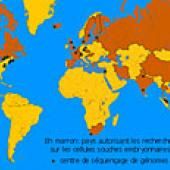 Cellules souches embryonnaires : première importation en France