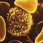Immunologie : un foie greffé dicte sa loi