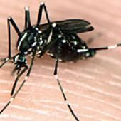 Chikungunya : le retour des arboviroses ?