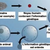 Embryons hybrides homme-animal : Un feu vert pour quoi faire ?