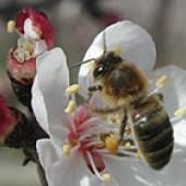 Faut-il se préparer à un monde sans abeilles ?