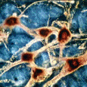 Régénération des neurones : la fin d&#039;un dogme ?