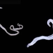 Monogamie : divorce entre vers parasitaires
