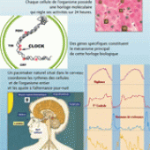 Horloge biologique : au rythme de l&#039;ADN...