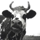 Vache folle : d&#039;un embargo à l&#039;autre ?