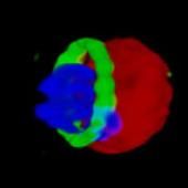 Imagerie scientifique : le paludisme au microscope