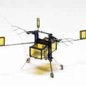 RoboBee : le robot insecte amphibie