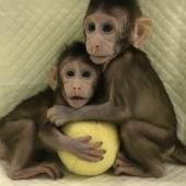 Des singes clonés grâce à la « méthode Dolly »