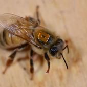 Néonicotinoïdes, tueurs d’abeilles