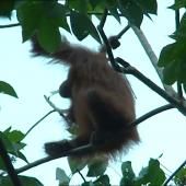 Voir la vidéo de Les orangs-outans de la Kinabatangan