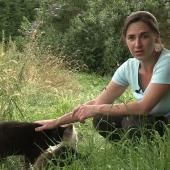 Voir la vidéo de Chats entre eux 