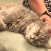Voir la vidéo de Le chat, un tigre de salon 